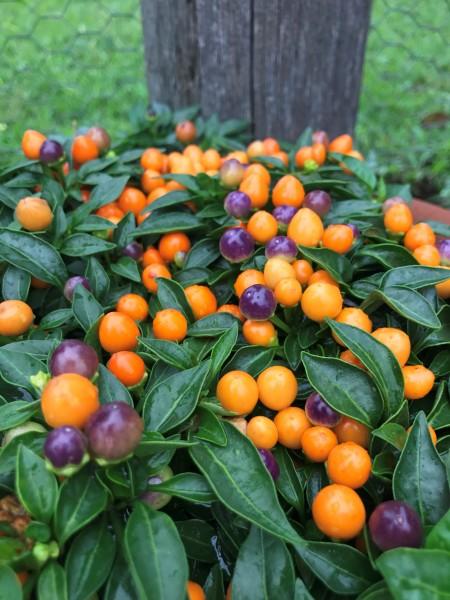 Pepper, Ornamental 'hot Pops Purple' - View 5 from www redcrocus com