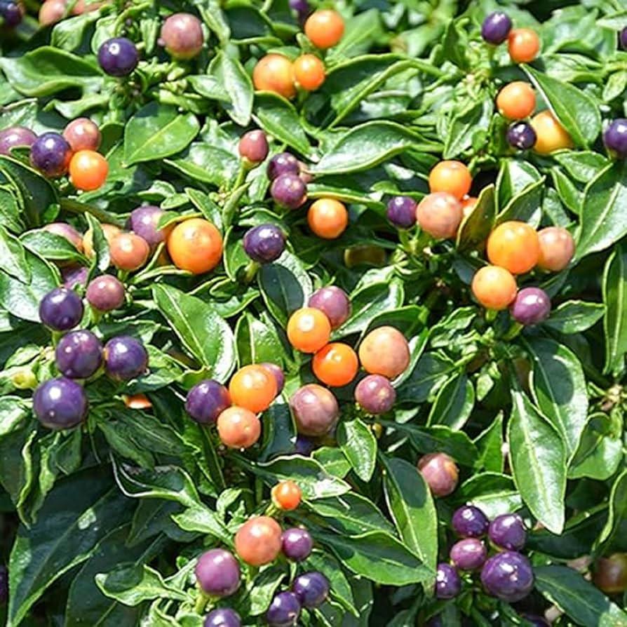 Pepper, Ornamental 'hot Pops Purple' - View 7 from www redcrocus com