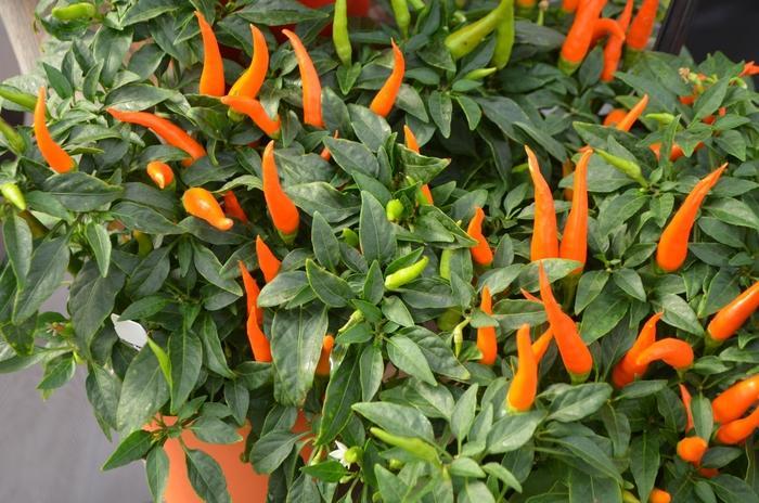 Pepper, Ornamental 'santos Orange' - View 11 from www redcrocus com