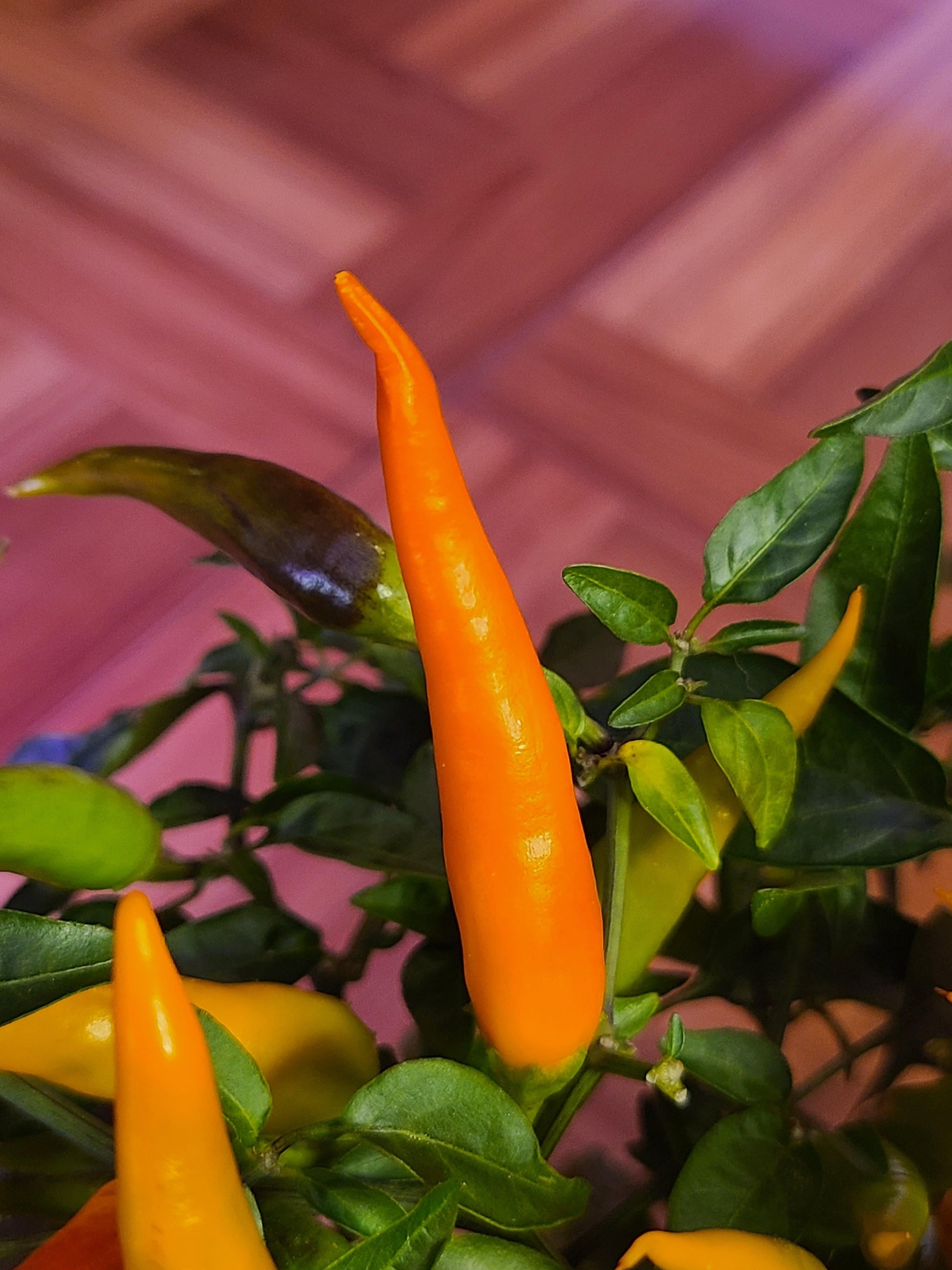 Pepper, Ornamental 'santos Orange' - View 13 from www redcrocus com