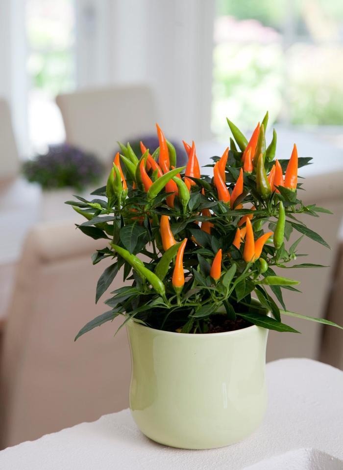 Pepper, Ornamental 'santos Orange' - View 14 from www redcrocus com