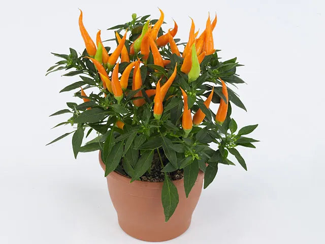 Pepper, Ornamental 'santos Orange' - View 15 from www redcrocus com