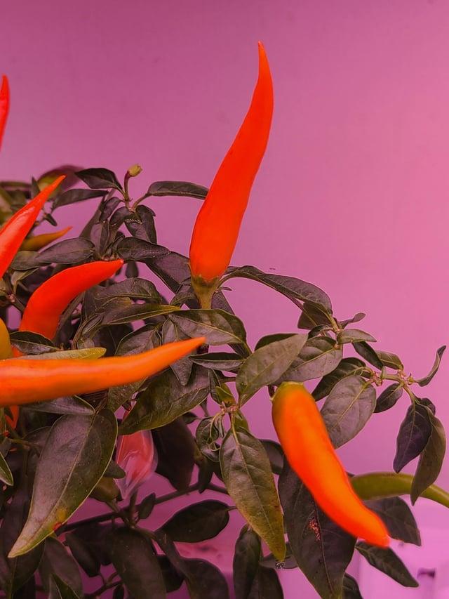 Pepper, Ornamental 'santos Orange' - View 17 from www redcrocus com