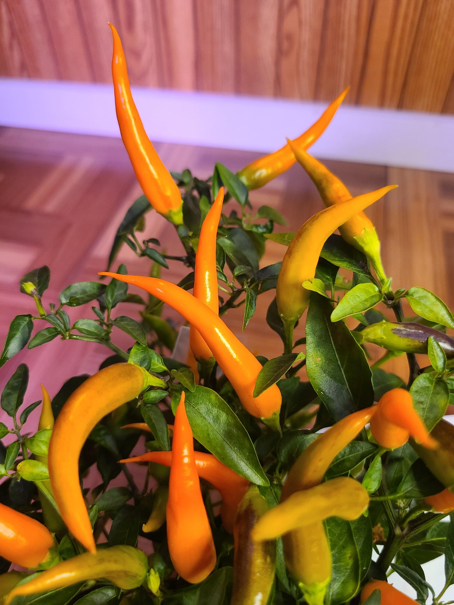Pepper, Ornamental 'santos Orange' - View 18 from www redcrocus com