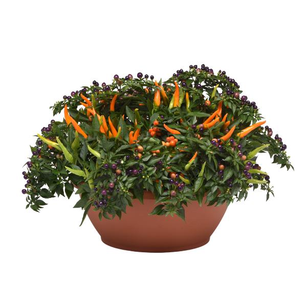 Pepper, Ornamental 'santos Orange' - View 19 from www redcrocus com