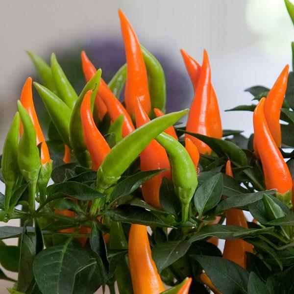 Pepper, Ornamental 'santos Orange' - View 1 from www redcrocus com