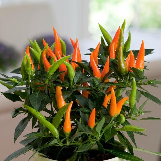 Pepper, Ornamental 'santos Orange' - View 20 from www redcrocus com