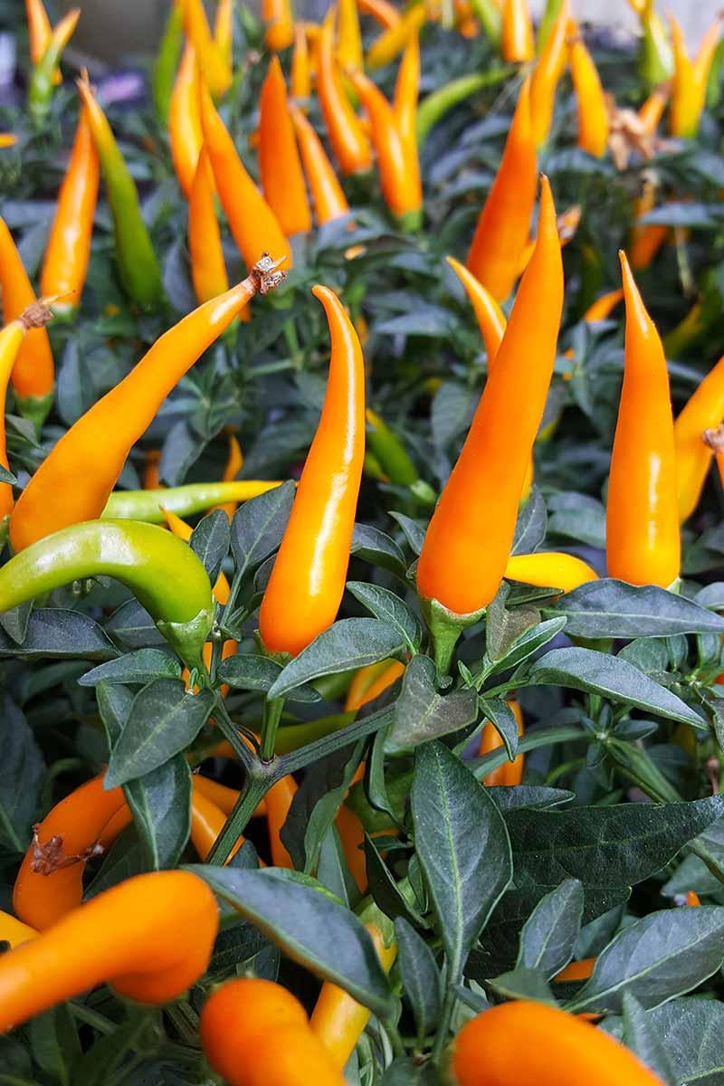 Pepper, Ornamental 'santos Orange' - View 21 from www redcrocus com
