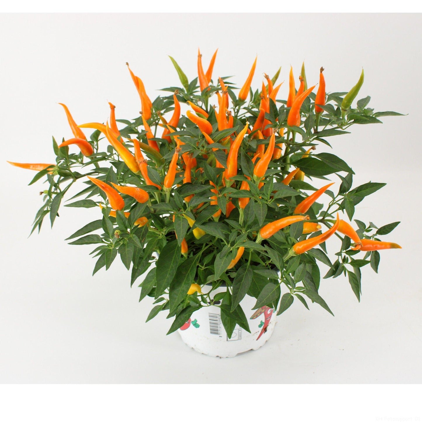 Pepper, Ornamental 'santos Orange' - View 23 from www redcrocus com