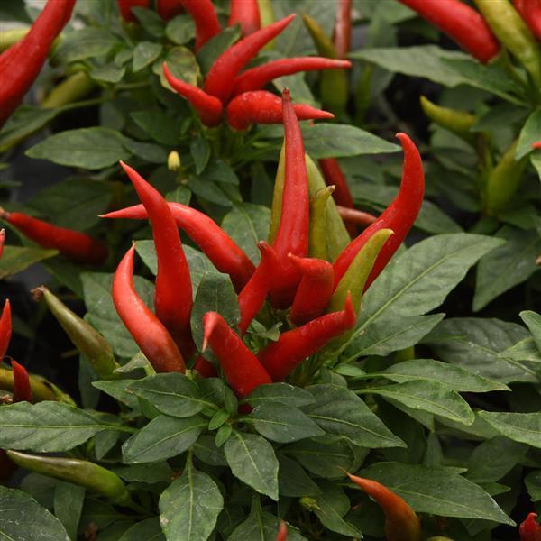 Pepper, Ornamental 'santos Orange' - View 2 from www redcrocus com