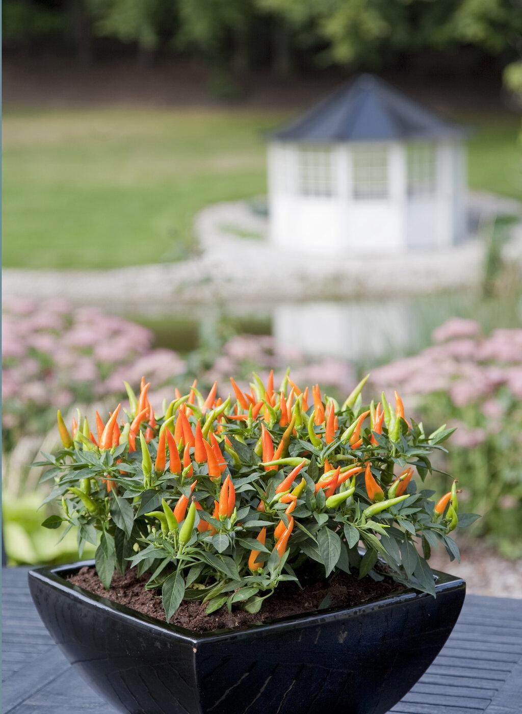 Pepper, Ornamental 'santos Orange' - View 4 from www redcrocus com