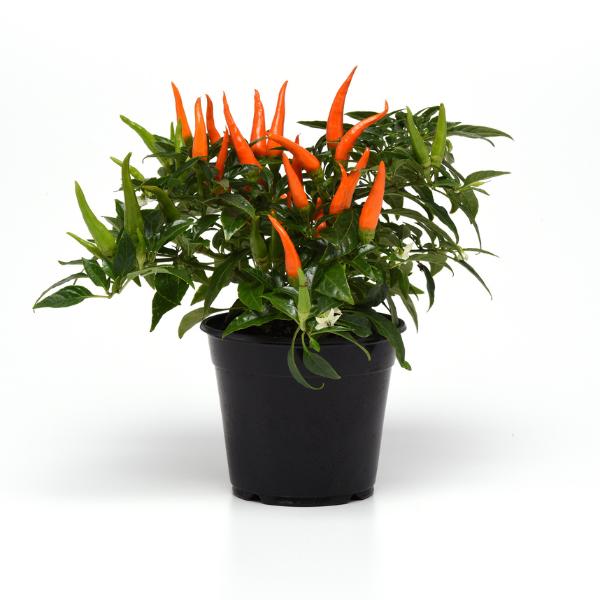 Pepper, Ornamental 'santos Orange' - View 5 from www redcrocus com