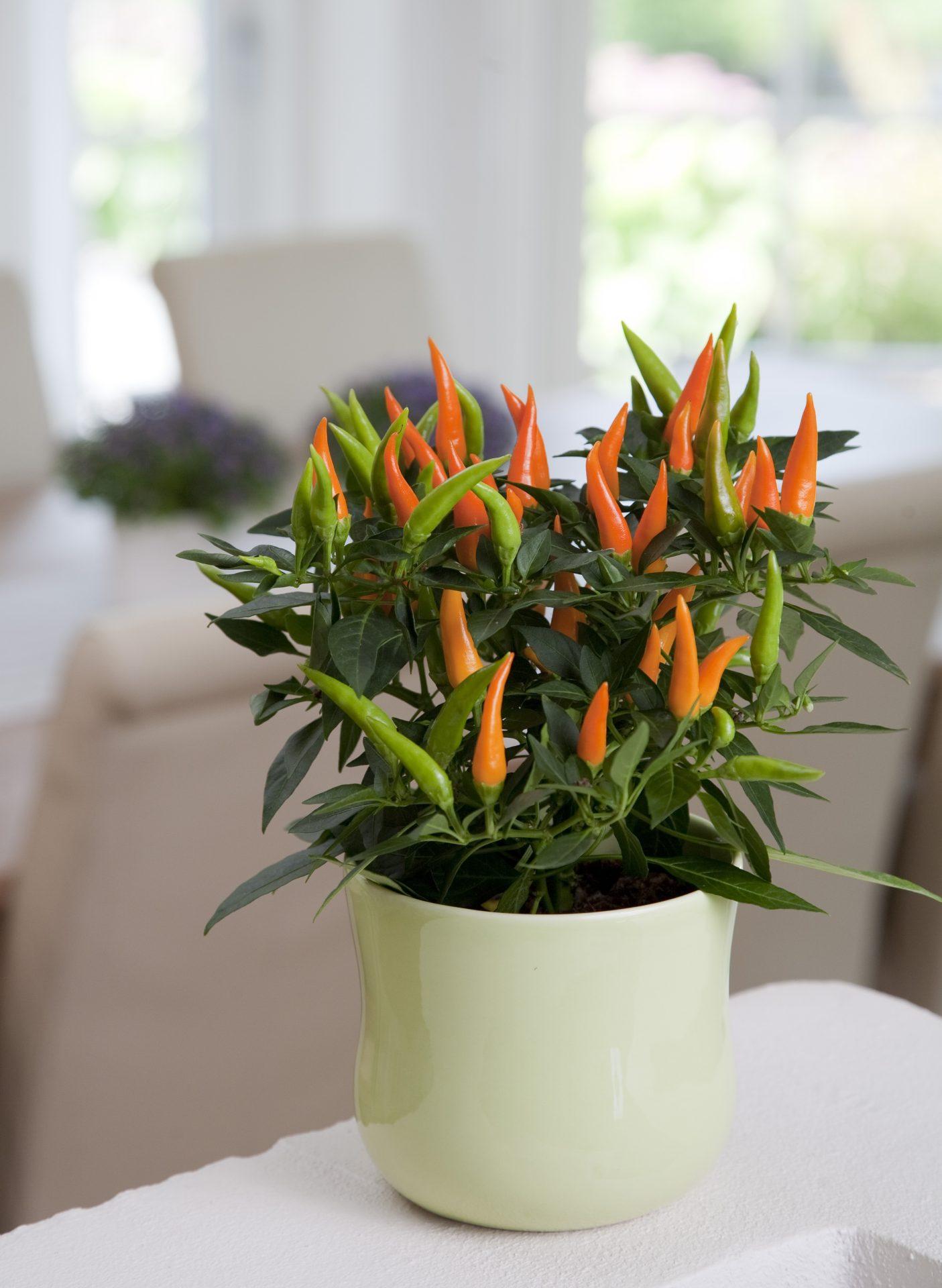 Pepper, Ornamental 'santos Orange' - View 6 from www redcrocus com