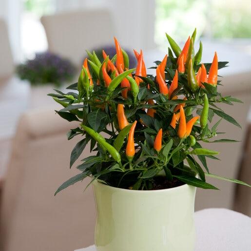 Pepper, Ornamental 'santos Orange' - View 7 from www redcrocus com