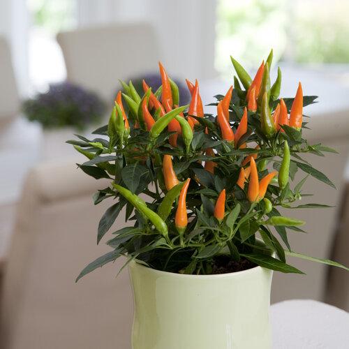 Pepper, Ornamental 'santos Orange' - View 8 from www redcrocus com