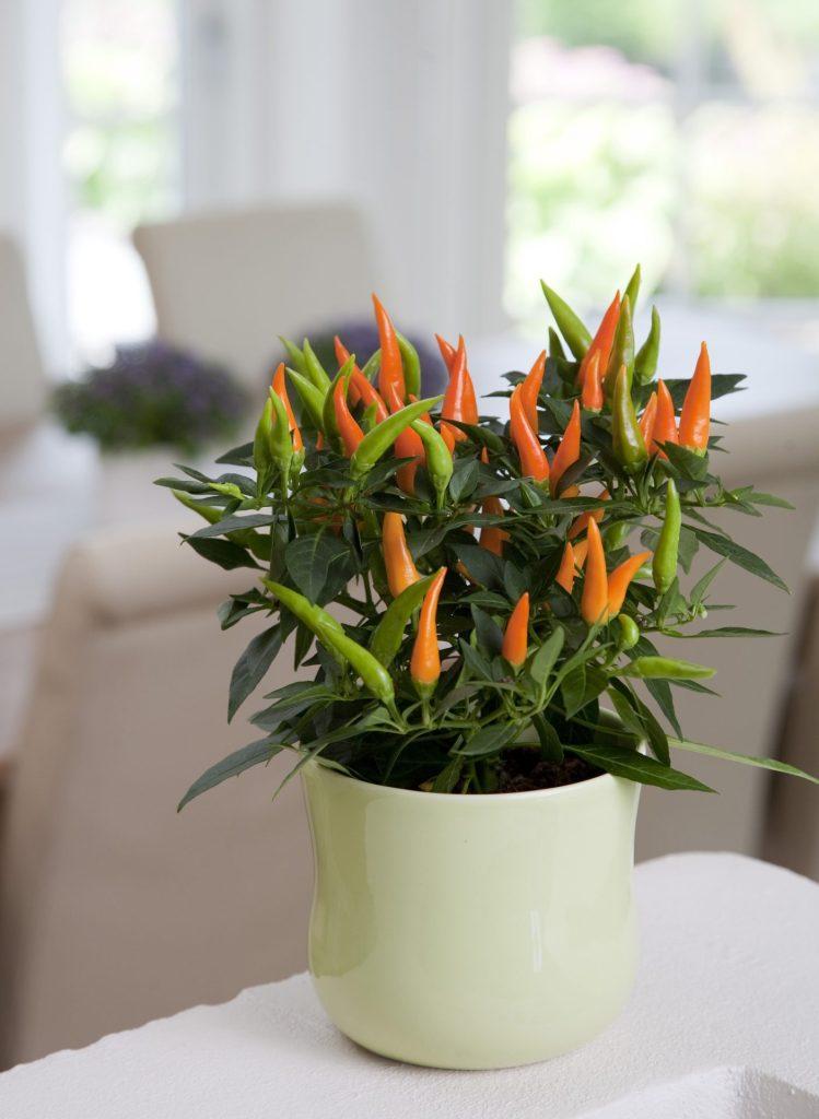 Pepper, Ornamental 'santos Orange' - View 9 from www redcrocus com
