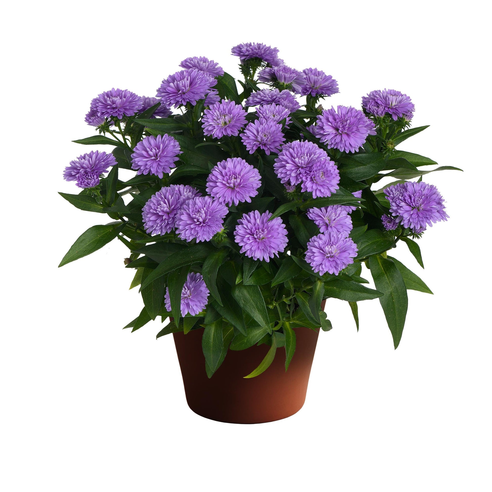 Aster Novi Belgii 'showmakers Pretty Pink' - View 12 from www redcrocus com