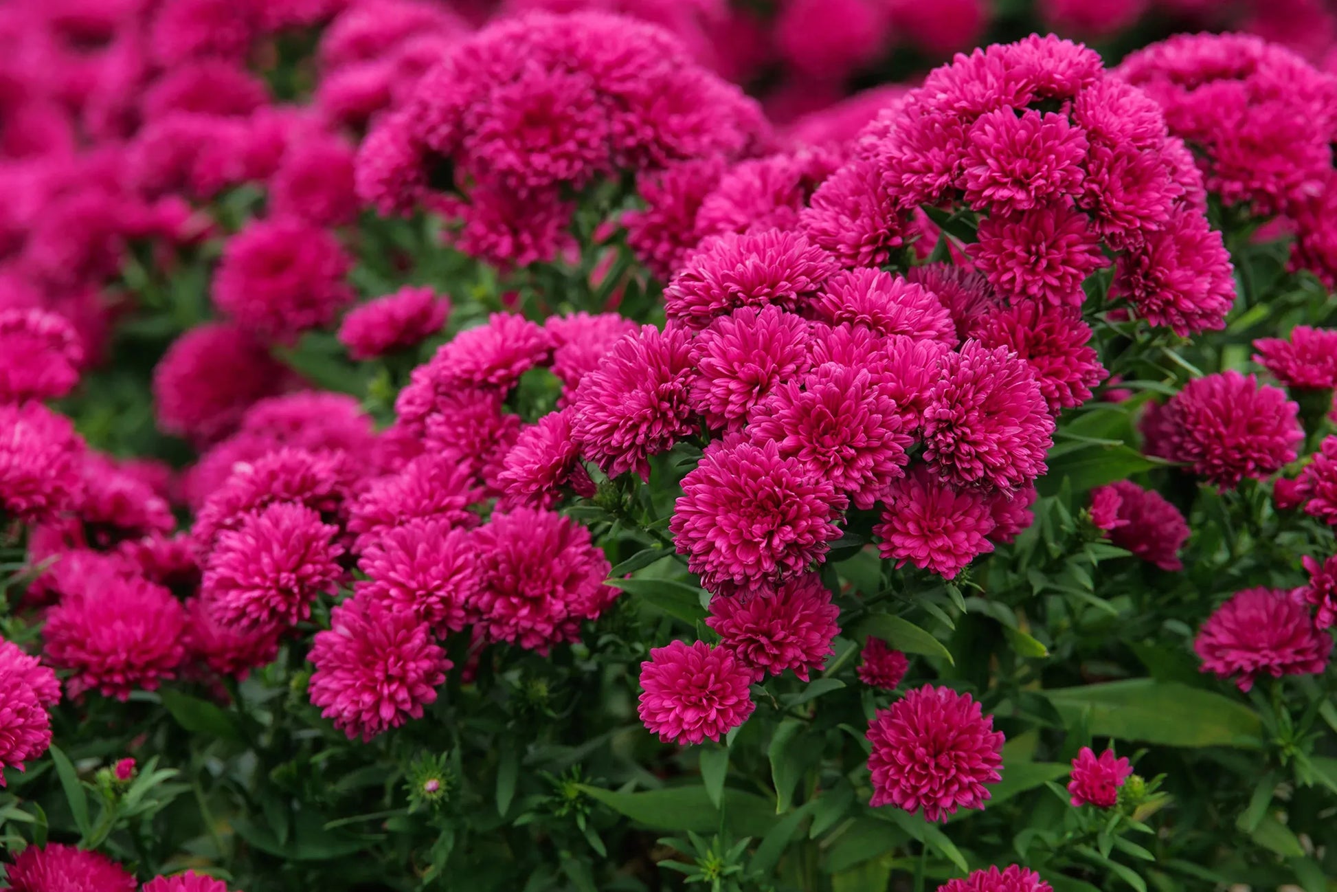 Aster Novi Belgii 'showmakers Pretty Pink' - View 18 from www redcrocus com