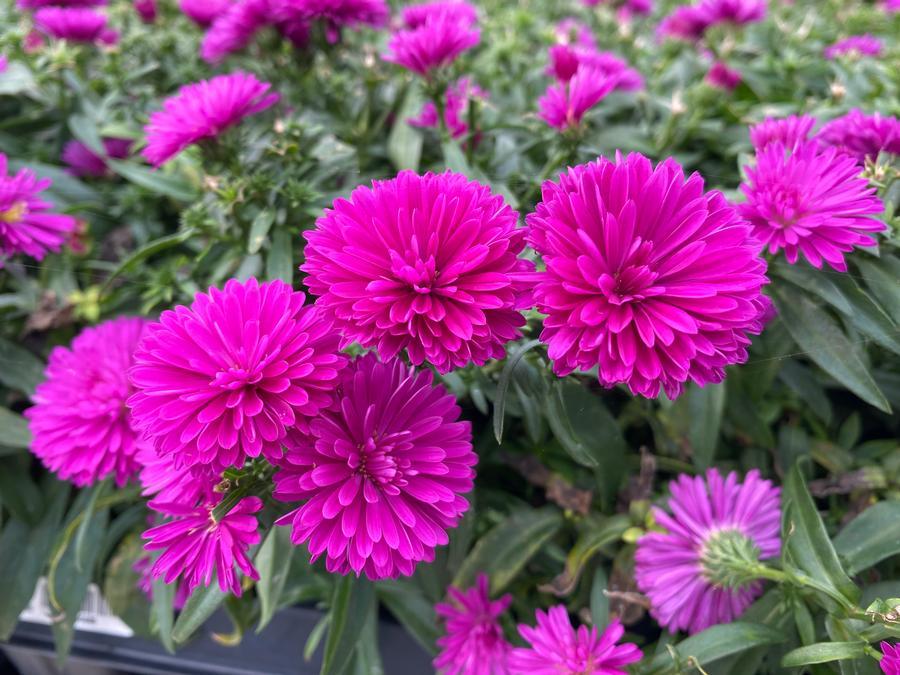 Aster Novi Belgii 'showmakers Pretty Pink' - View 1 from www redcrocus com