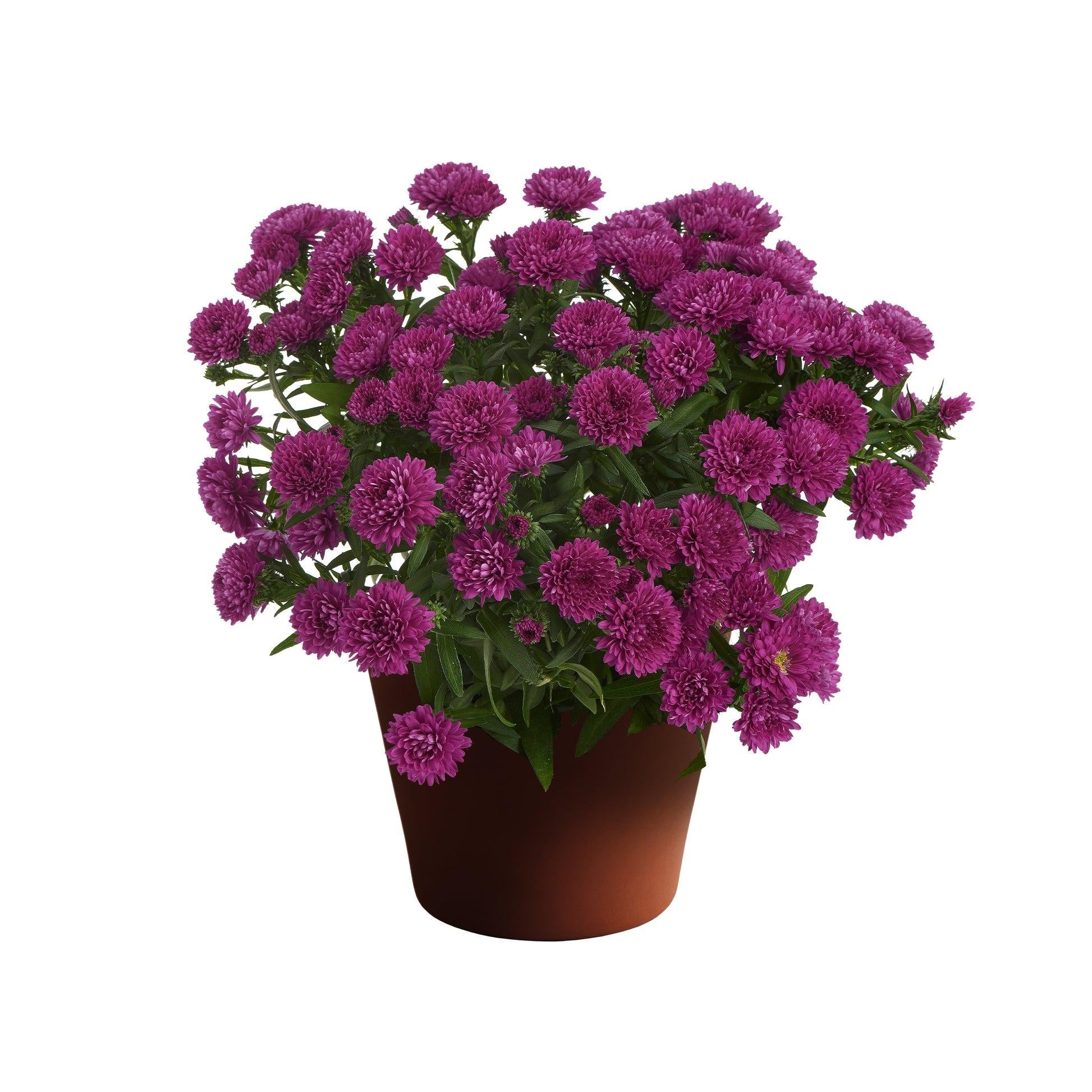 Aster Novi Belgii 'showmakers Pretty Pink' - View 20 from www redcrocus com