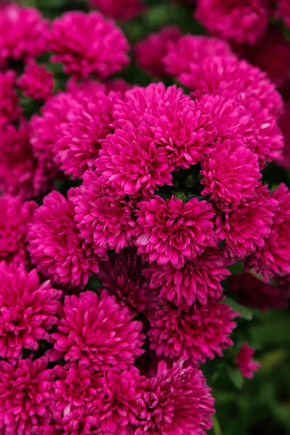 Aster Novi Belgii 'showmakers Pretty Pink' - View 21 from www redcrocus com