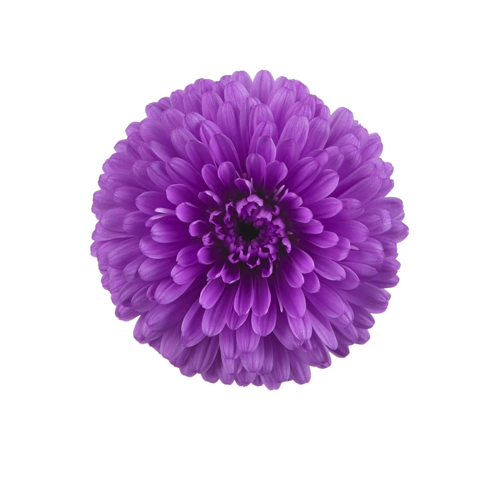 Aster Novi Belgii 'showmakers Pretty Pink' - View 22 from www redcrocus com
