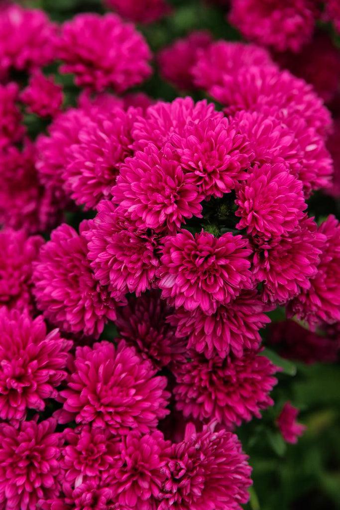 Aster Novi Belgii 'showmakers Pretty Pink' - View 23 from www redcrocus com
