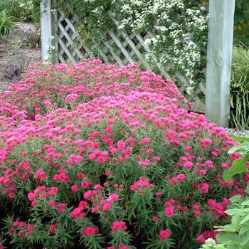 Aster Novi Belgii 'showmakers Pretty Pink' - View 24 from www redcrocus com