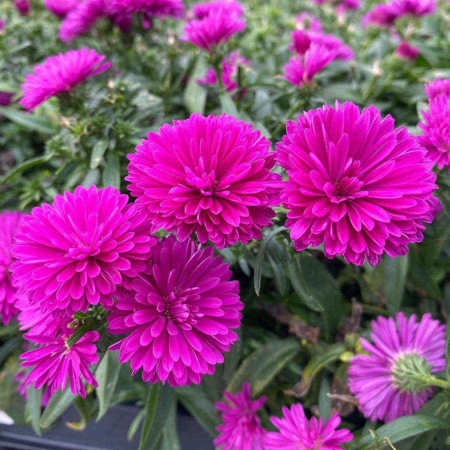Aster Novi Belgii 'showmakers Pretty Pink' - View 2 from www redcrocus com