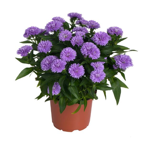 Aster Novi Belgii 'showmakers Pretty Pink' - View 4 from www redcrocus com