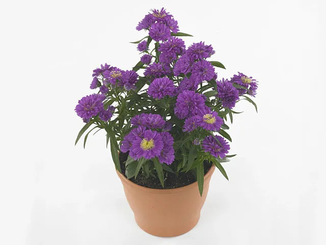 Aster Novi Belgii 'showmakers Pretty Pink' - View 9 from www redcrocus com