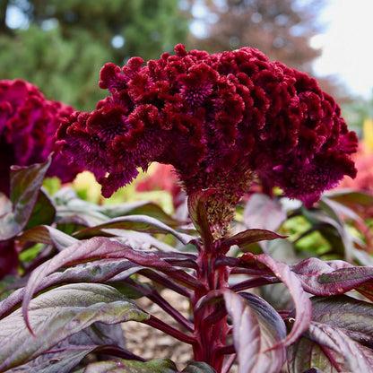 Celosia 'dracula' - View 10 from www redcrocus com