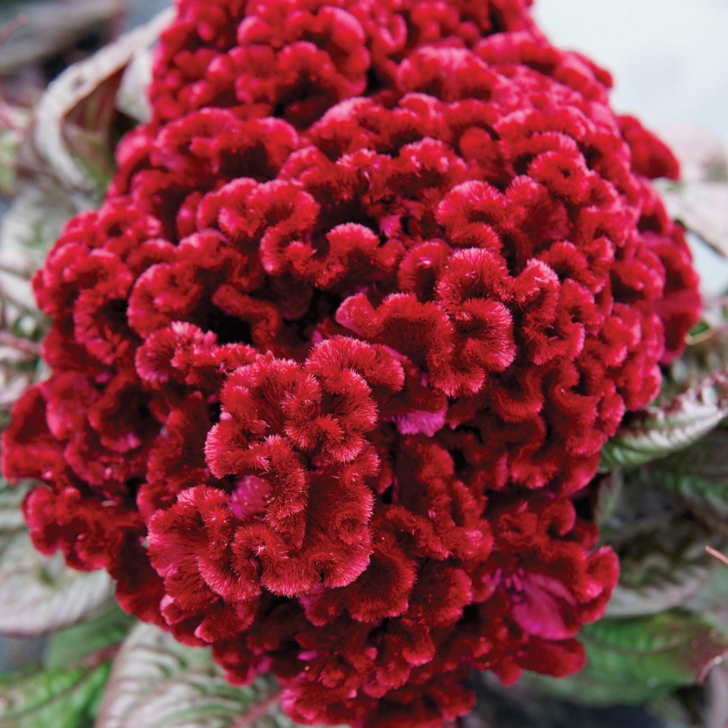 Celosia 'dracula' - View 6 from www redcrocus com