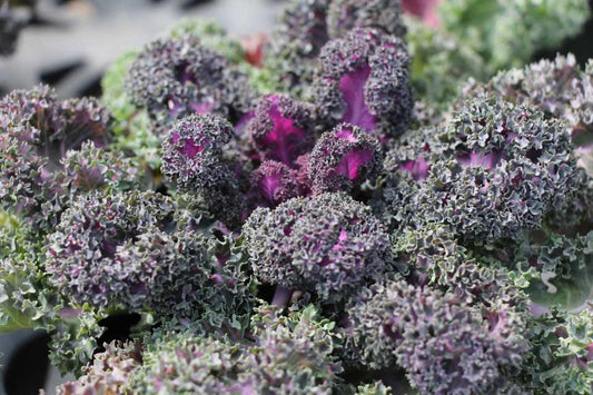 Kale 'yokohama Red' - View 10 from www redcrocus com
