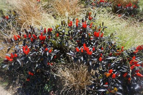 Pepper, Ornamental 'midnight Fire' - View 10 from www redcrocus com