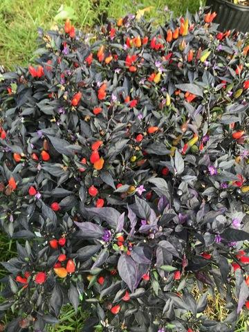 Pepper, Ornamental 'midnight Fire' - View 11 from www redcrocus com