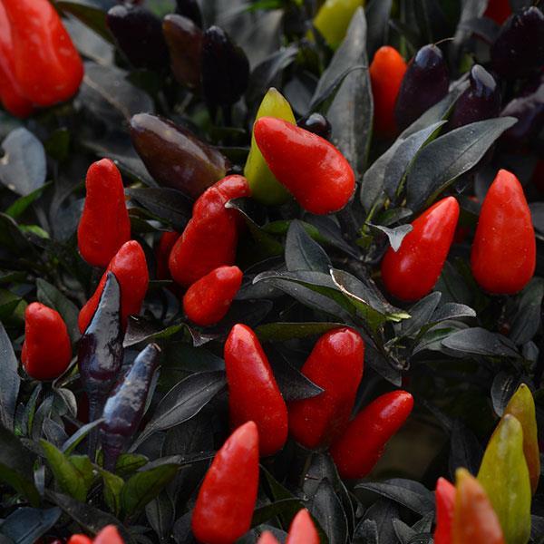 Pepper, Ornamental 'midnight Fire' - View 18 from www redcrocus com