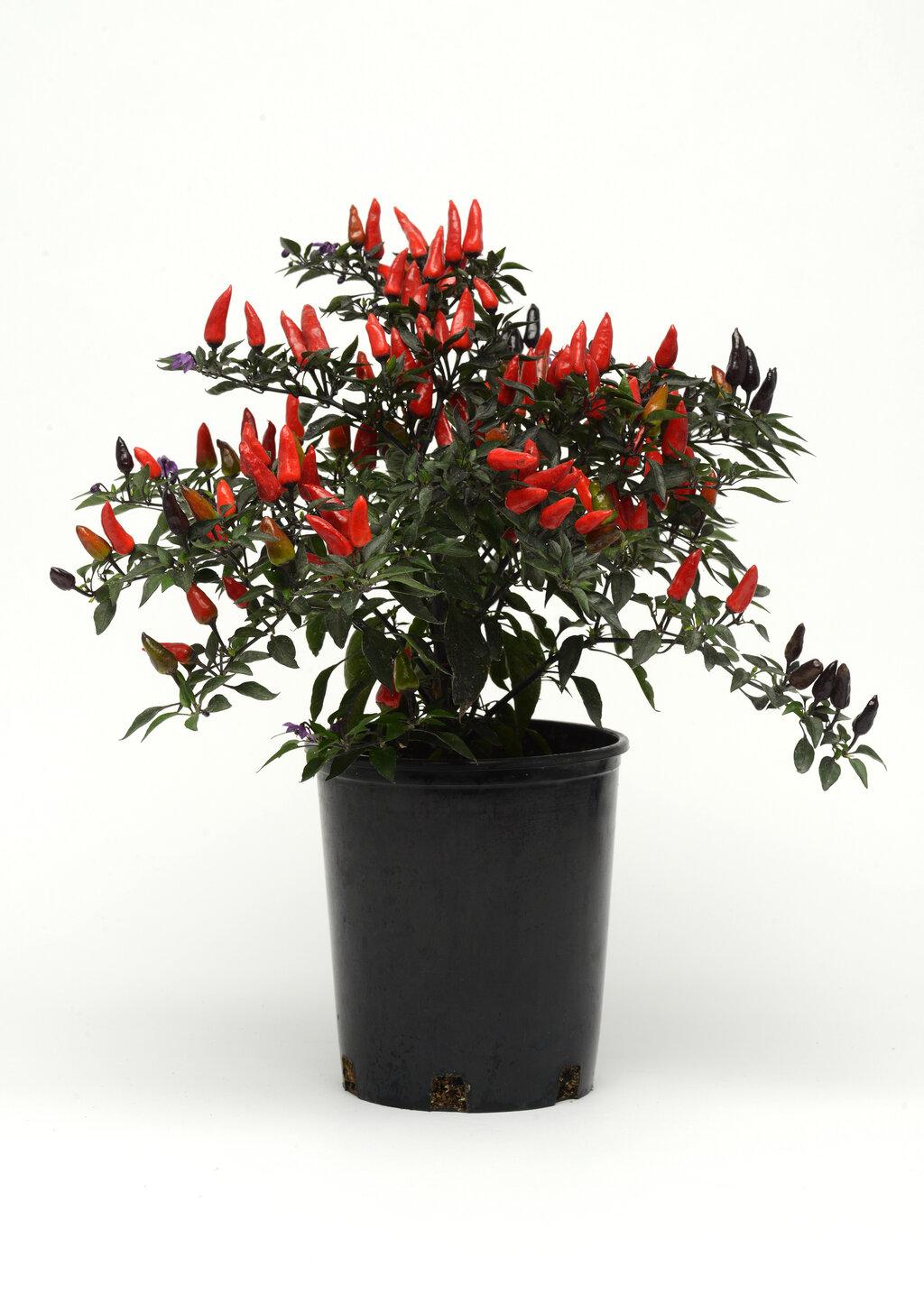 Pepper, Ornamental 'midnight Fire' - View 19 from www redcrocus com