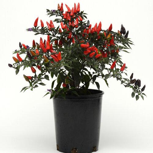 Pepper, Ornamental 'midnight Fire' - View 21 from www redcrocus com