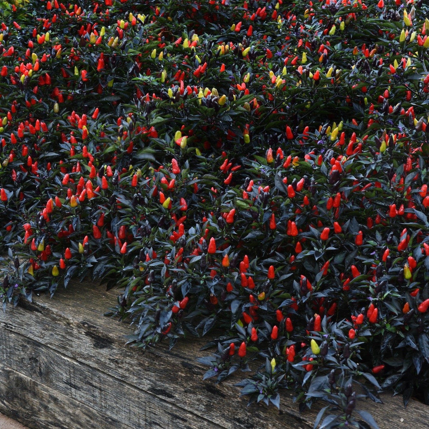 Pepper, Ornamental 'midnight Fire' - View 23 from www redcrocus com