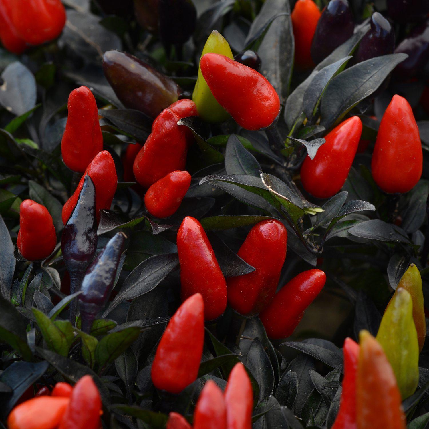 Pepper, Ornamental 'midnight Fire' - View 24 from www redcrocus com