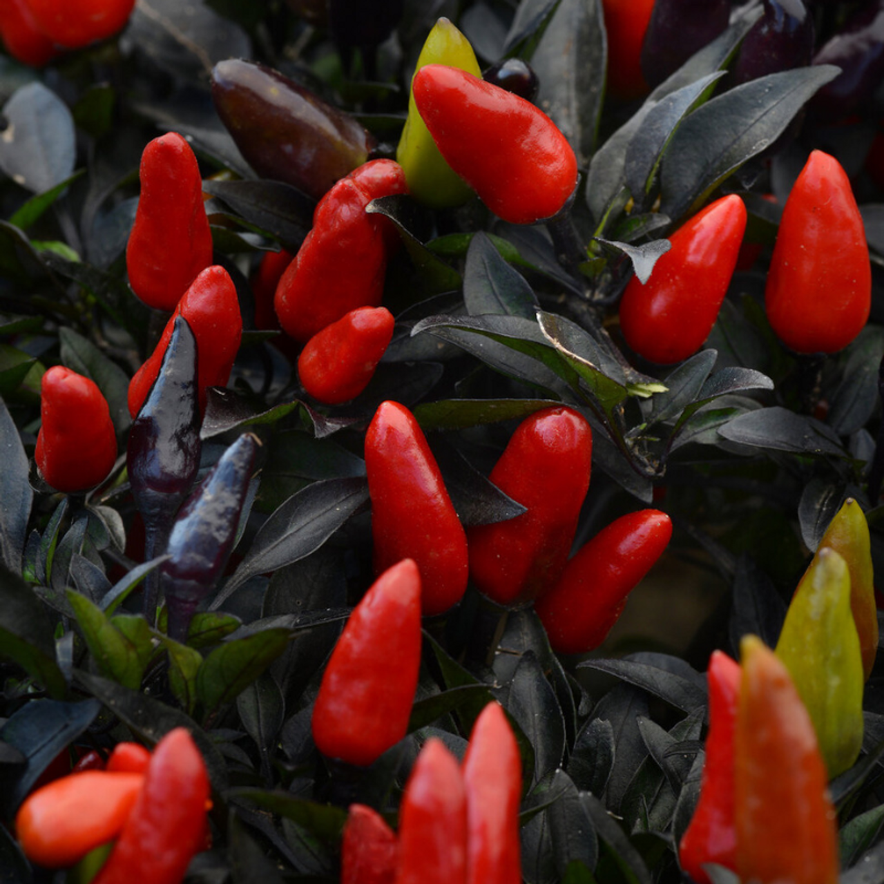 Pepper, Ornamental 'midnight Fire' - View 26 from www redcrocus com