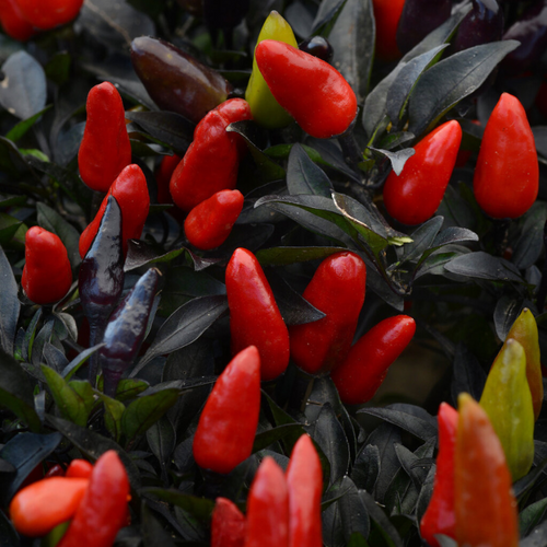 Pepper, Ornamental 'midnight Fire' - View 28 from www redcrocus com