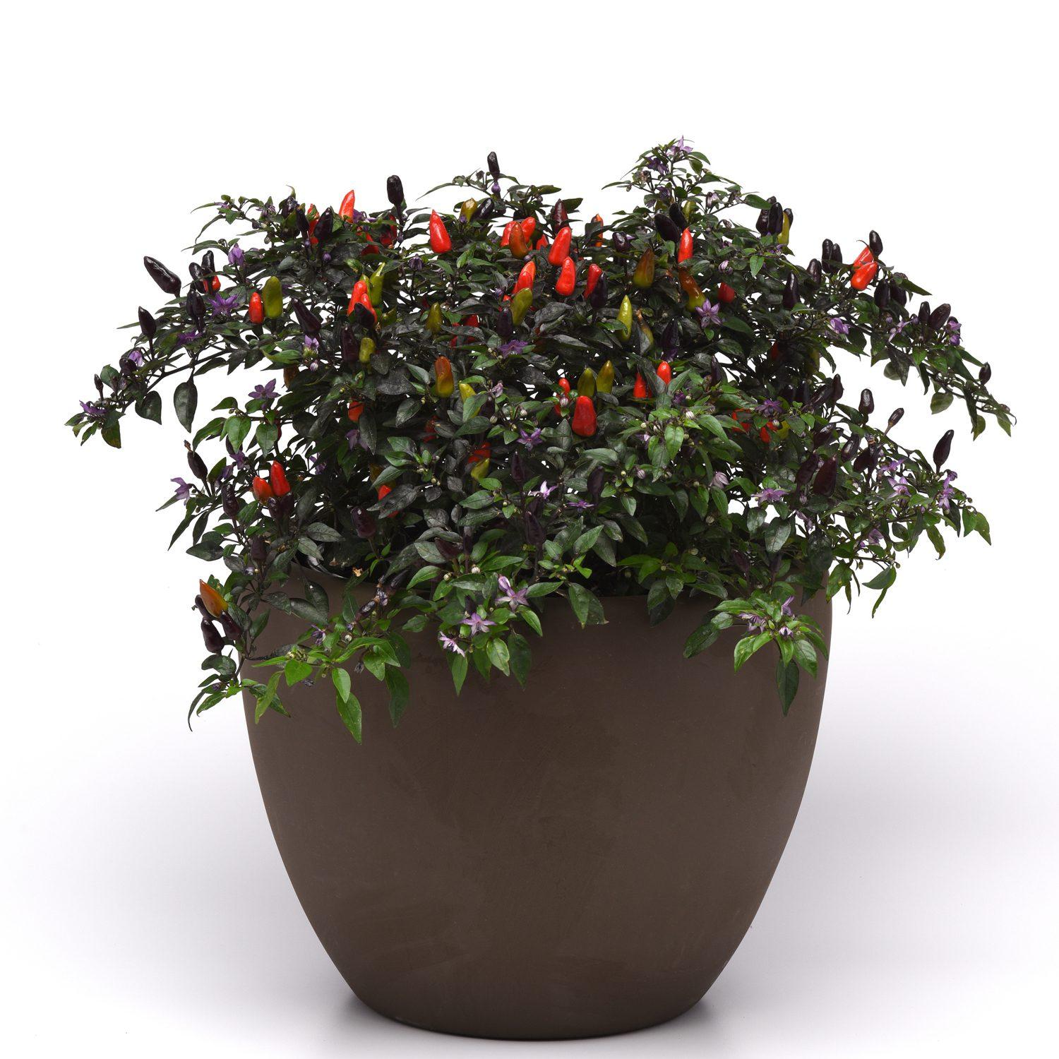 Pepper, Ornamental 'midnight Fire' - View 2 from www redcrocus com
