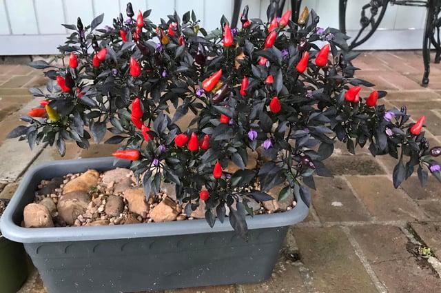 Pepper, Ornamental 'midnight Fire' - View 31 from www redcrocus com