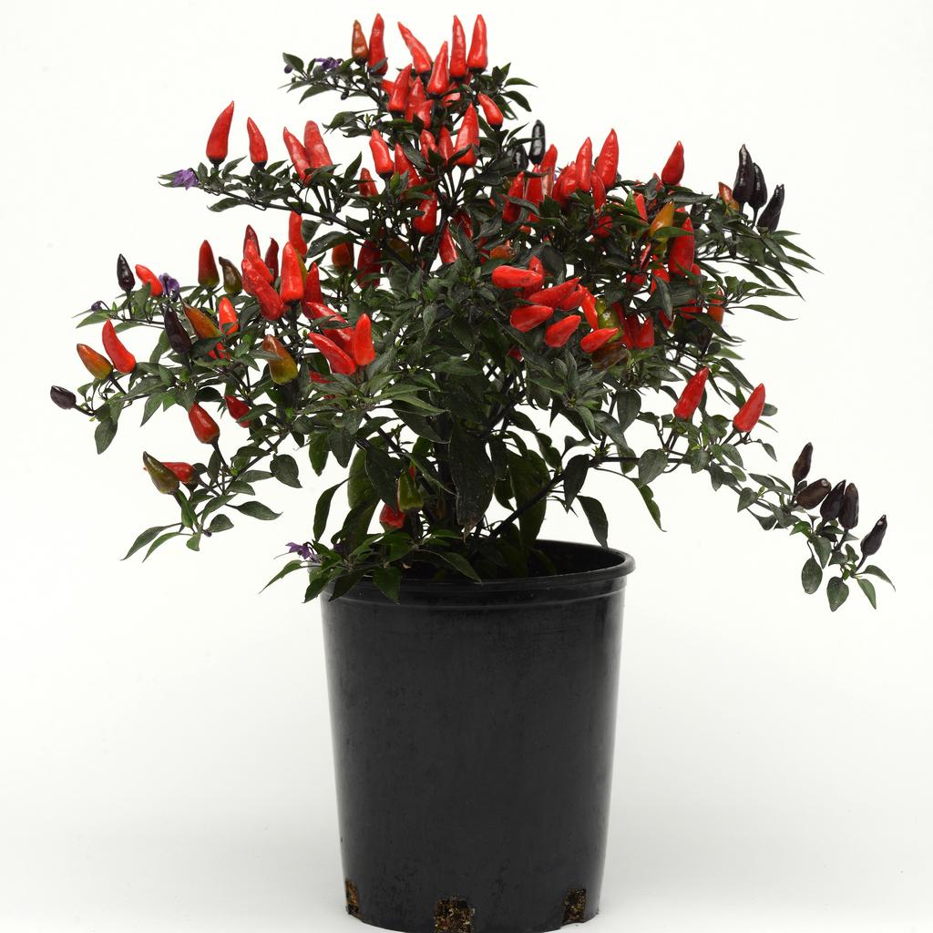 Pepper, Ornamental 'midnight Fire' - View 32 from www redcrocus com