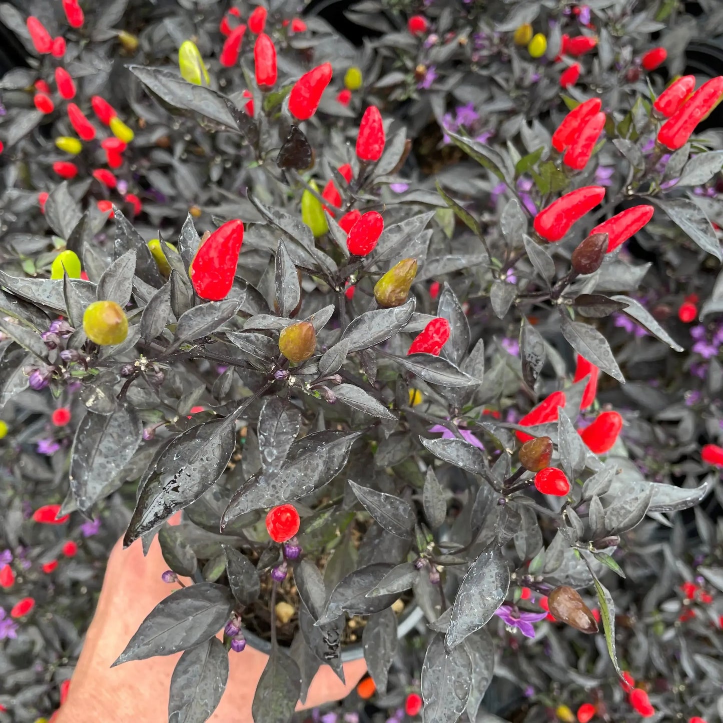 Pepper, Ornamental 'midnight Fire' - View 3 from www redcrocus com