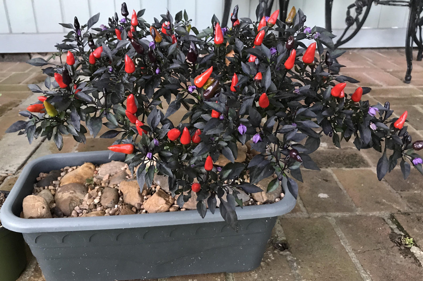 Pepper, Ornamental 'midnight Fire' - View 7 from www redcrocus com