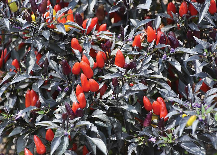 Pepper, Ornamental 'midnight Fire' - View 9 from www redcrocus com