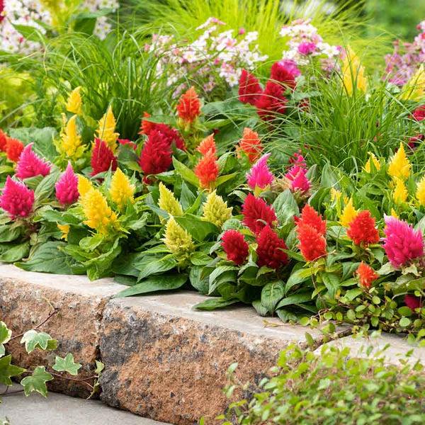 Celosia 'kimono Mix' - View 10 from www redcrocus com